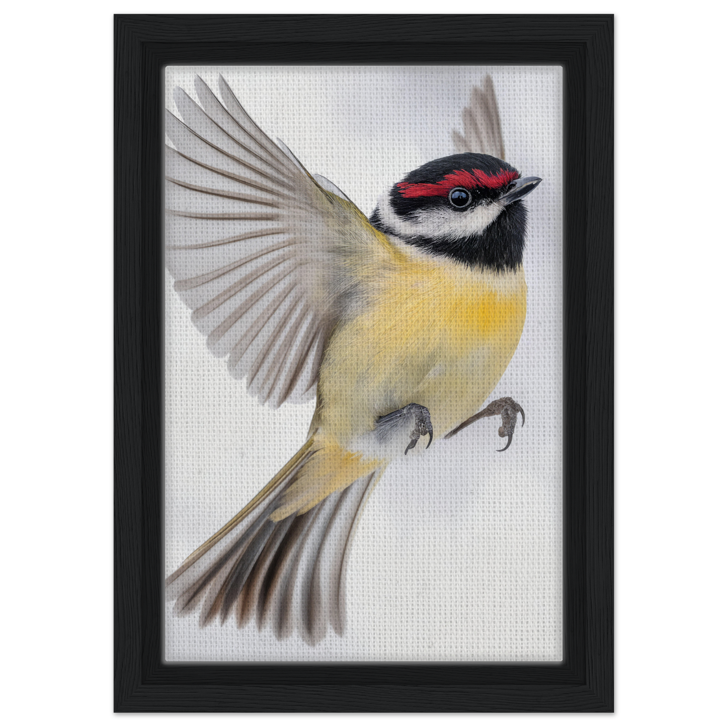 Colorful bird soaring in flight, featured in Warbler’s Zenith framed canvas print