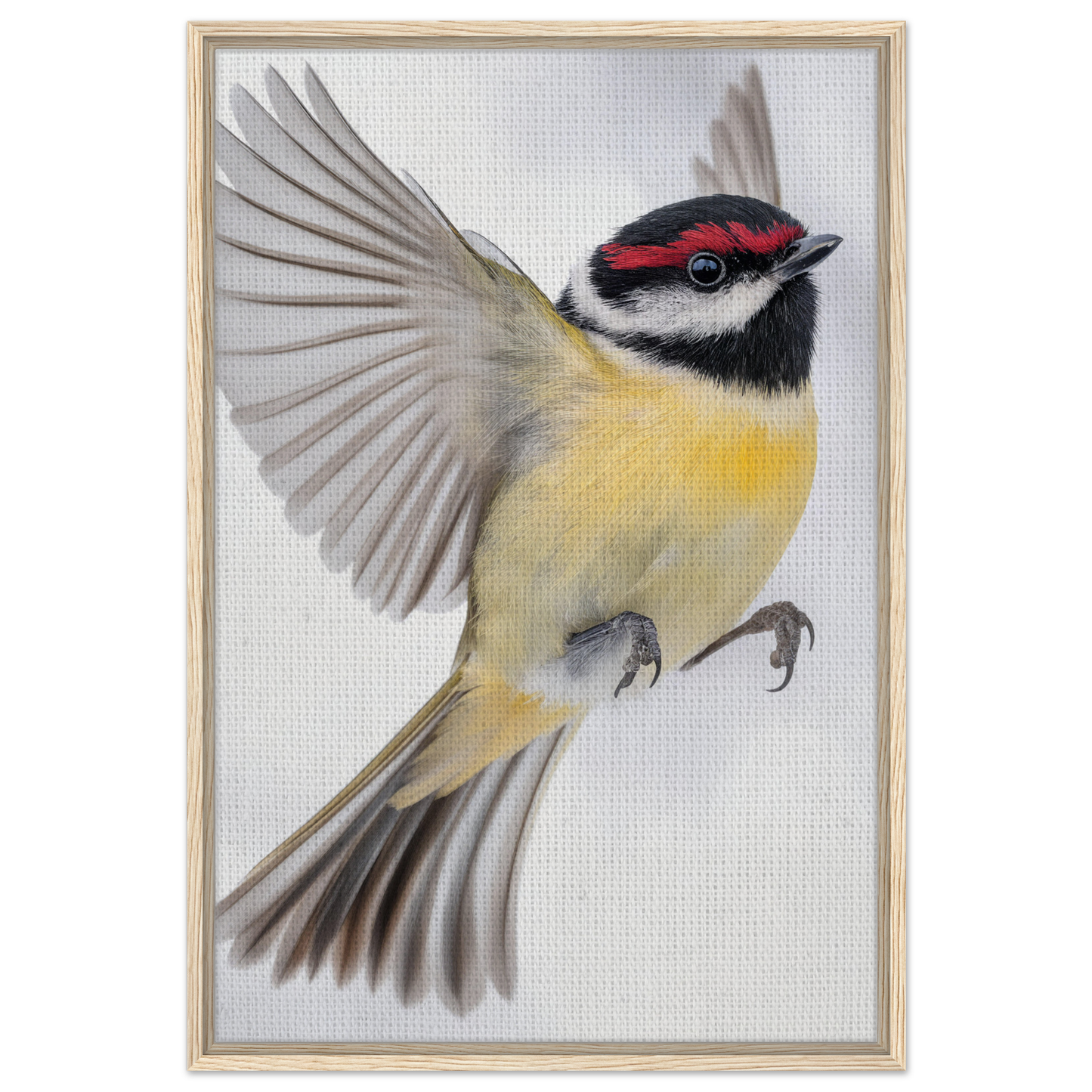 Colorful songbird in mid-flight featured in Warbler’s Zenith framed canvas print