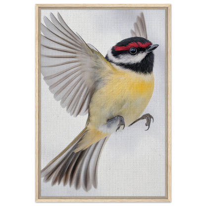 Colorful songbird in mid-flight featured in Warbler’s Zenith framed canvas print